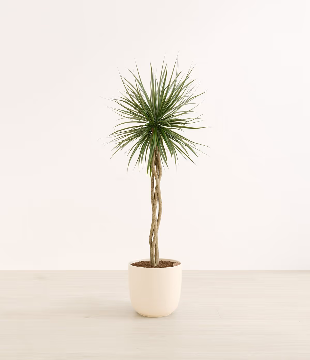 Photoreal 3D rendered image of a potted plant for interior visualization and 3D modeling projects
